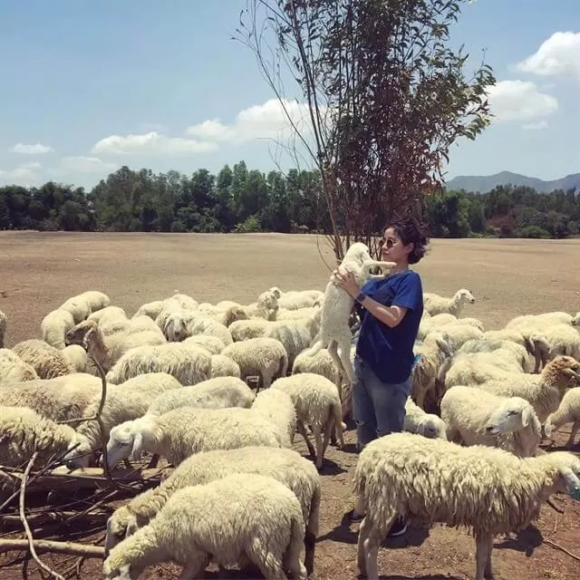 Cừu rất hiền nên chụp với chúng chả có điều gì khó, thậm chí chúng còn rất nhút nhát nữa. (ảnh: internet)