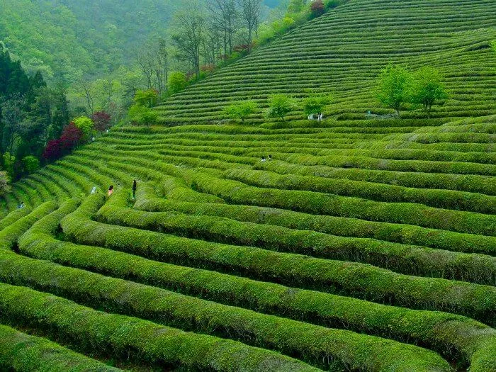 Đồng chè trải dài trên bình địa chứ không phải là ruộng chè bậc thang như những nơi khác. (ảnh: internet)
