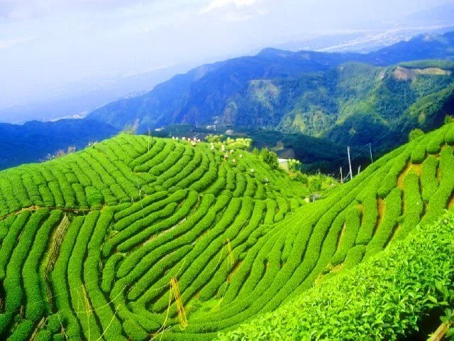 Xanh mát một màu với những sóng trà uốn lượn. (ảnh: internet)