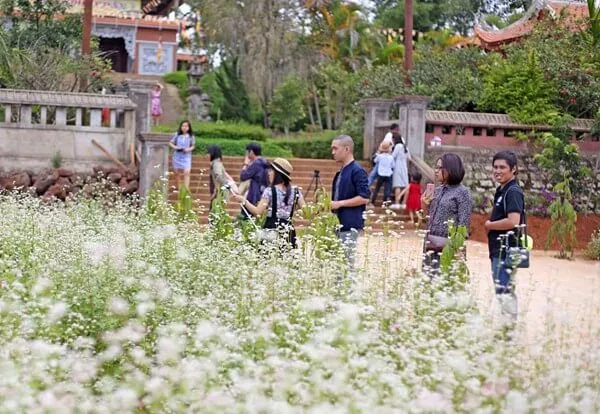Hoa tam giác mạch