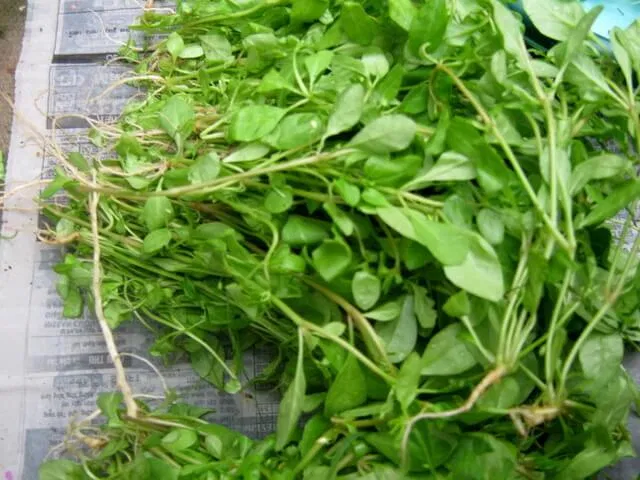 Rau đắng đất