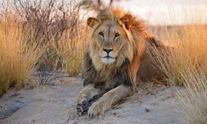 Chúa tể hoang mạc, sư tử Kalahari (Ảnh: Internet)