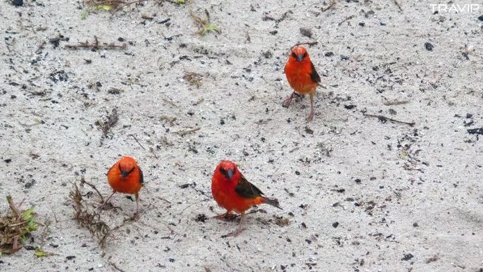 Chim sẻ đỏ tại đảo Le Curieuse