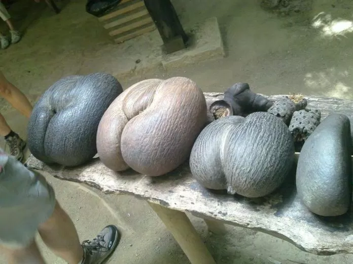 Trái dừa biển Seychelles