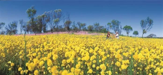 Hoa dại vàng Tây Úc