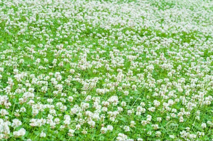 Hoa ở trắng Karijini
