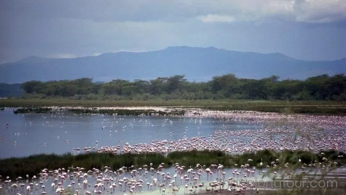 Hồng hạc tại hồ Nakuru (Ảnh: Internet)