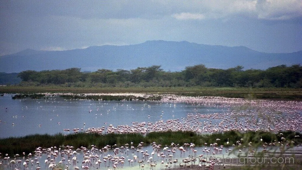 Hồng hạc tại hồ Nakuru (Ảnh: Internet)