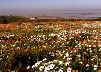 Langebaan-canh-dong-hoa-namphi