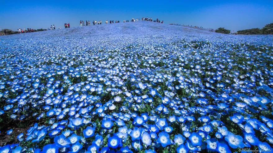 Cánh đồng hoa Nemophila