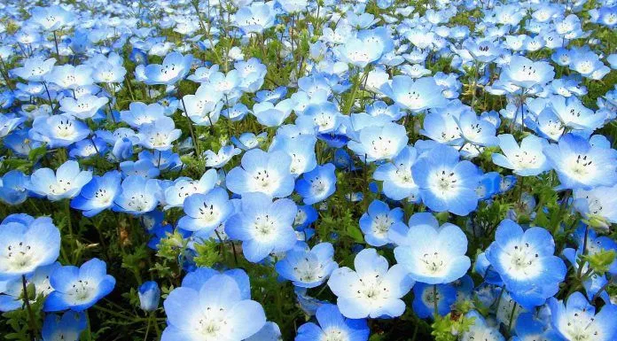 Cánh đồng Nemophila