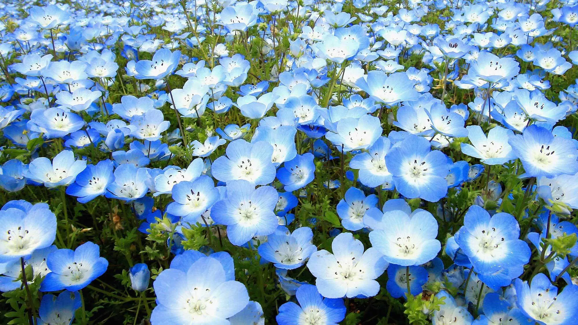 Cánh đồng Nemophila