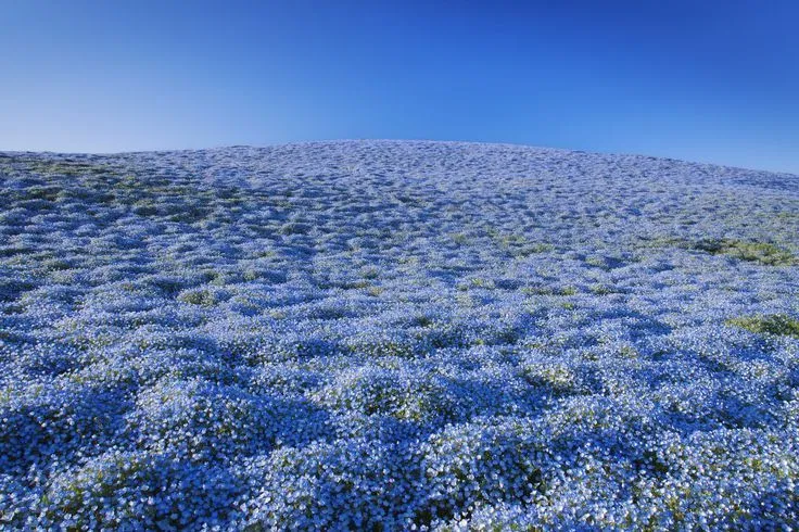 Cánh đồng hoa Nemophila