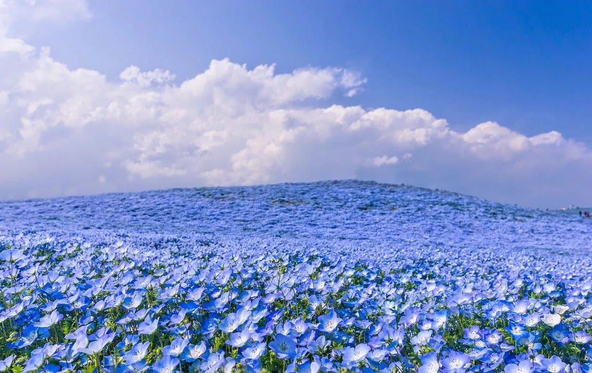 Cánh đồng Nemophila