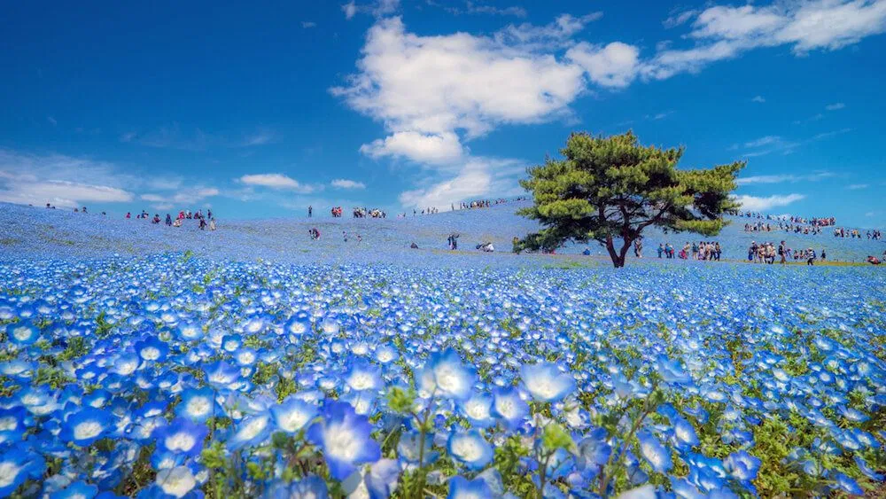 Cánh đồng Nemophila
