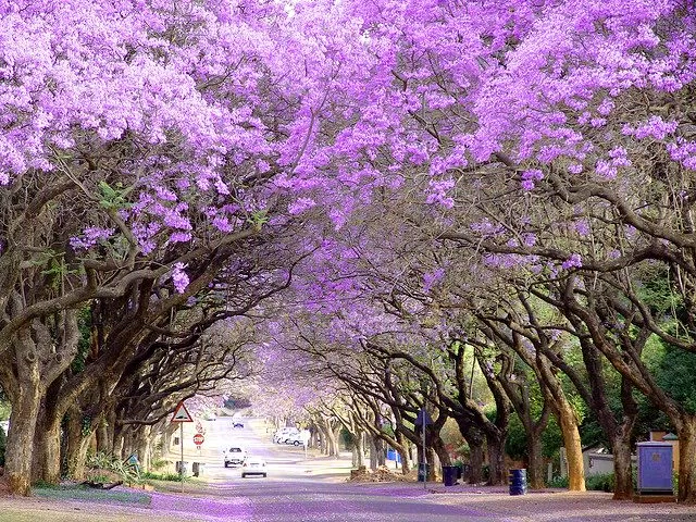 Brisbane con đường cây phượng tím