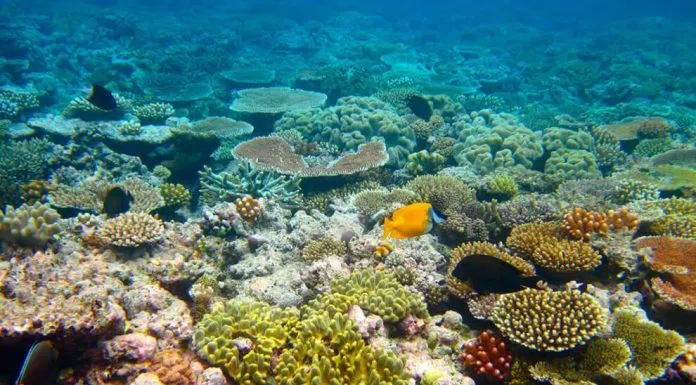 Rạn san hô tuyệt đẹp dưới lòng Whitsunday