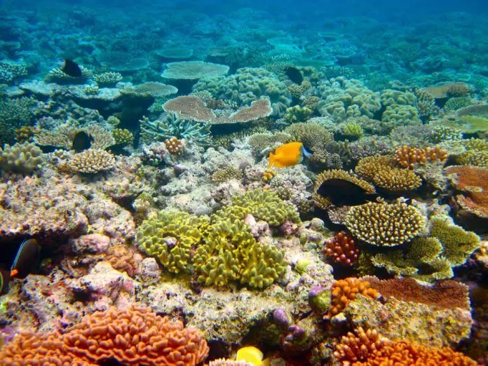 Rạn san hô tuyệt đẹp dưới lòng Whitsunday