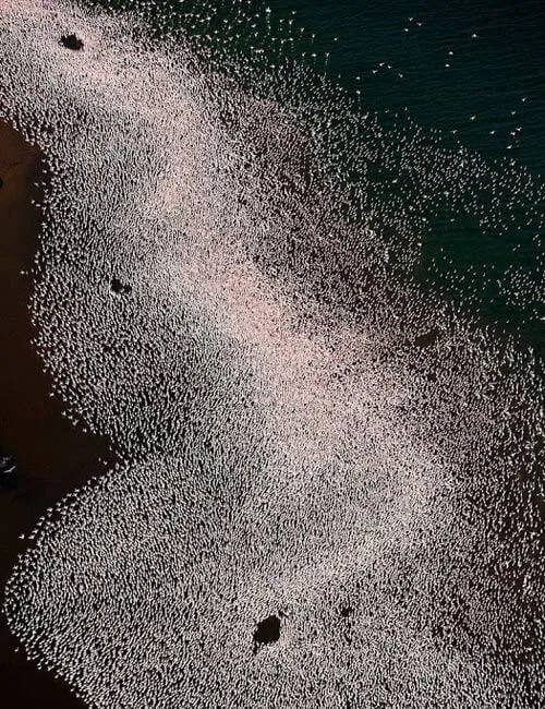 Thiên đường hồng hạc tại Nakuru (Ảnh: Internet)