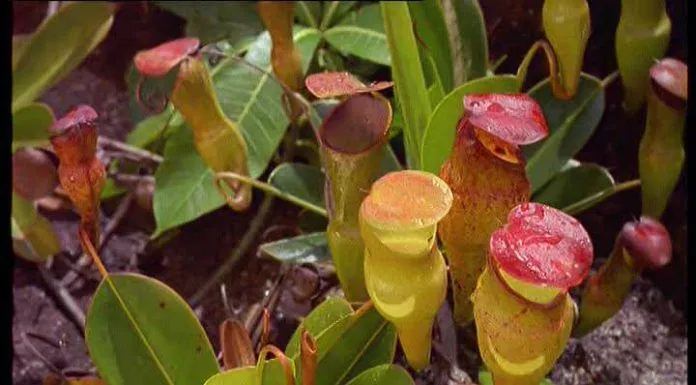 Seychelles Pitcher