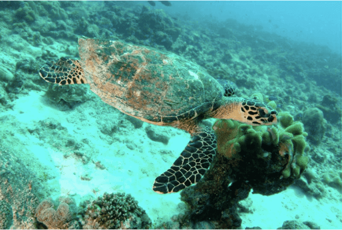Thoả thích ngụp lặn cùng những chú rùa Seychelles