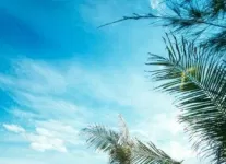 Trắng trời hoa cải Mộc Châu
