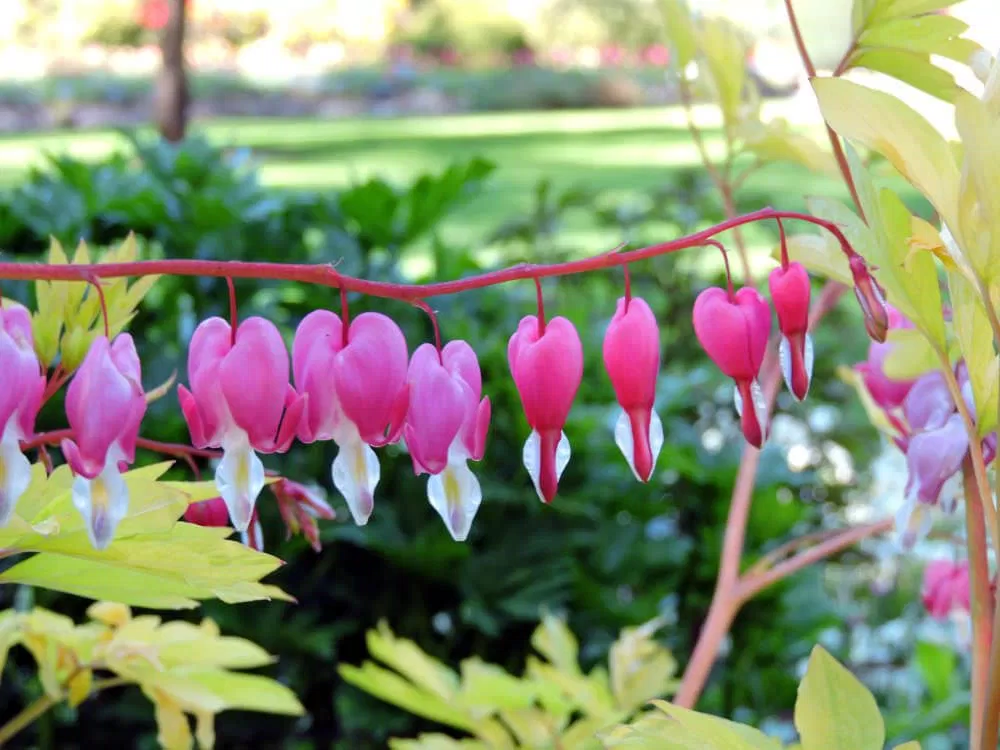 butchart-gardens-bleeding-hearts