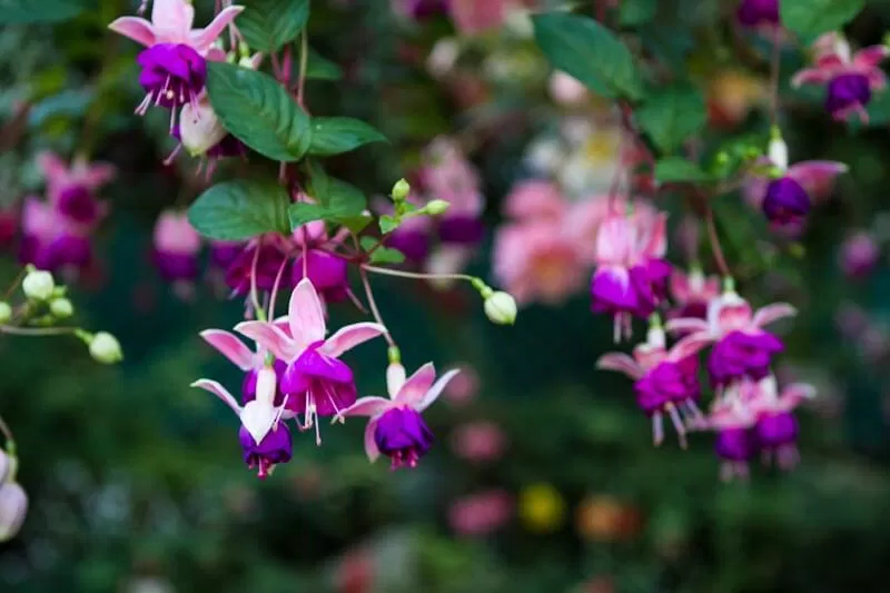 butchart-gardens-victoria