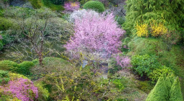 butchart-gardens-winter-2
