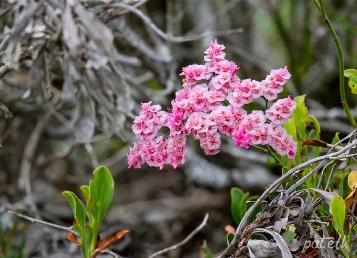 Strandroos là loài hoa phổ biến trong Namaqua