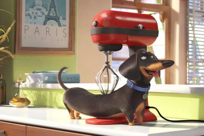 Chú chó Buddy (ảnh internet)