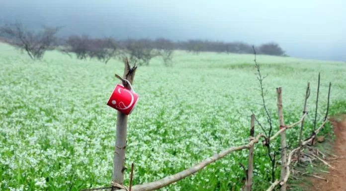 Trắng trời hoa cải Mộc Châu