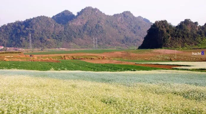 Trắng trời hoa cải Mộc Châu