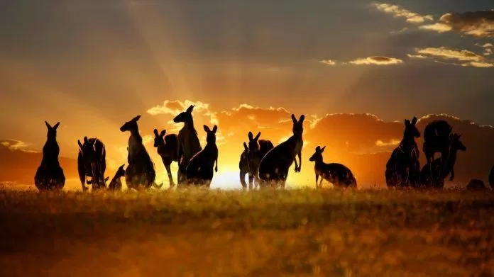 kangaroo