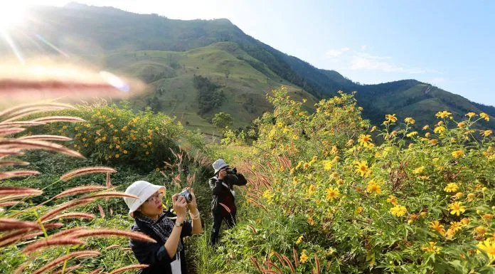 Săn ảnh hoa dã quỳ