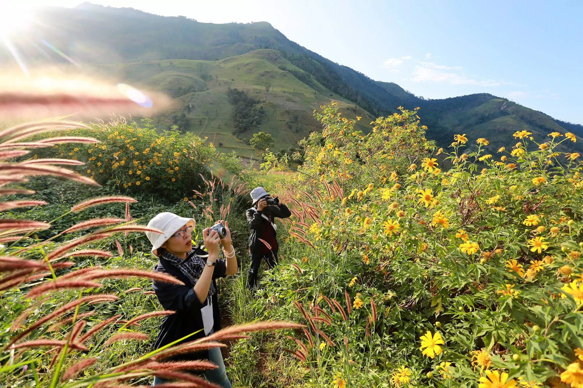 Săn ảnh hoa dã quỳ