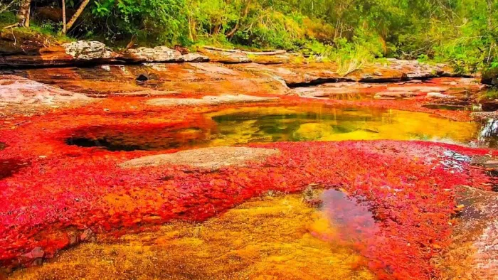 Sông ngũ sắc ở Colombia