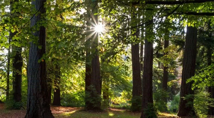 Đây là cánh rừng nguyên sinh có diện tích 400ha-công viên rừng đẹp mê hồn người. (ảnh: internet)