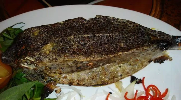 Thịt cá Bò hòm trắng, dai, thơm như thịt gà, rất ngọt (Ảnh internet)