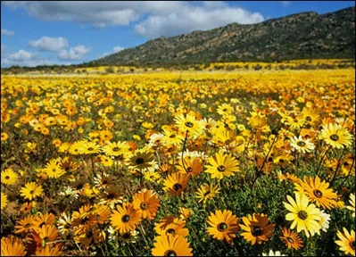 west-coast-flowers-south-africa
