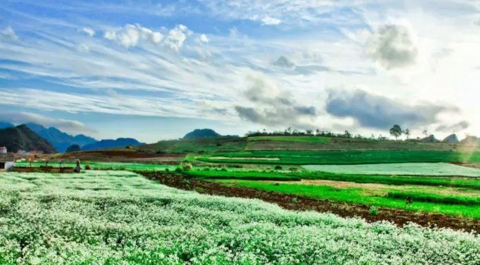 Trắng trời hoa cải Mộc Châu