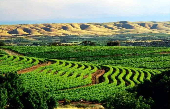 Barossa