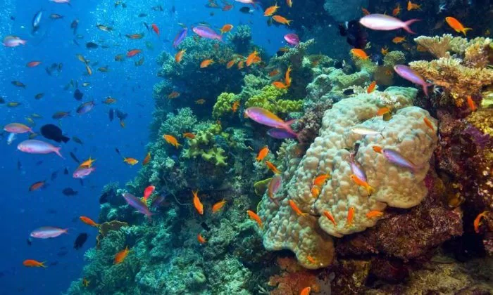 Great Barrier Reef