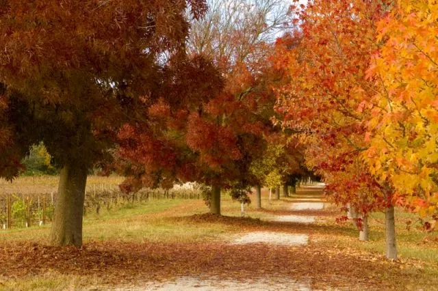 mùa thu ở nước Úc