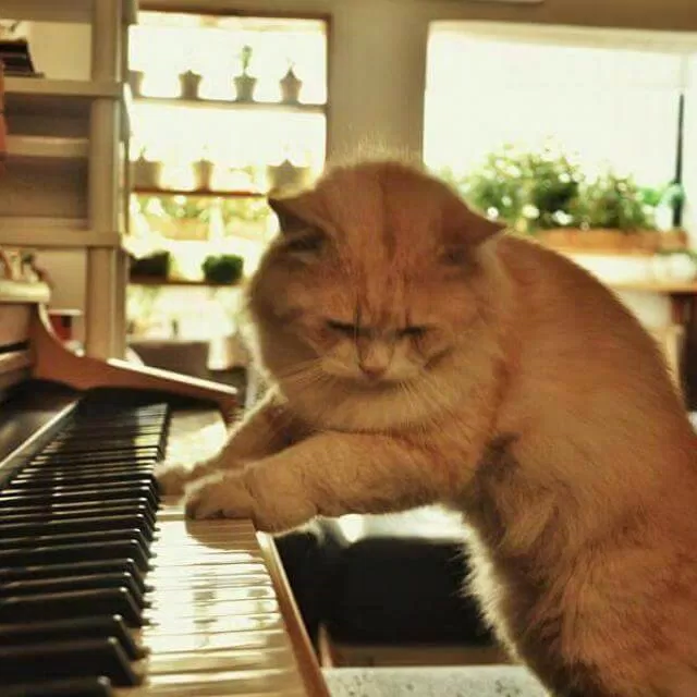 Bé mèo solo piano cực cute