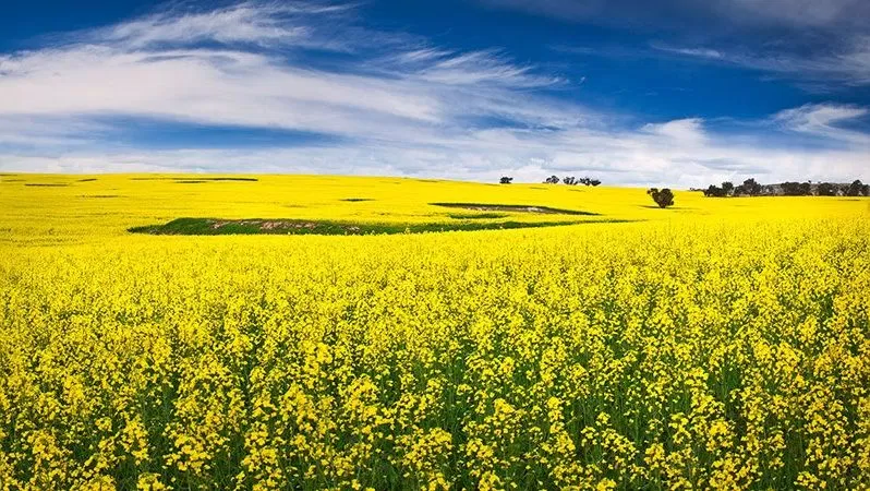 Mùa hoa rực rỡ ở Úc