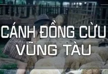 Cánh đồng cừu