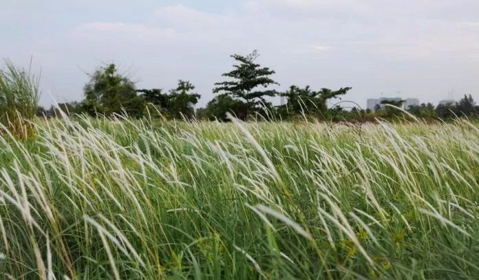 Cánh đồng lau