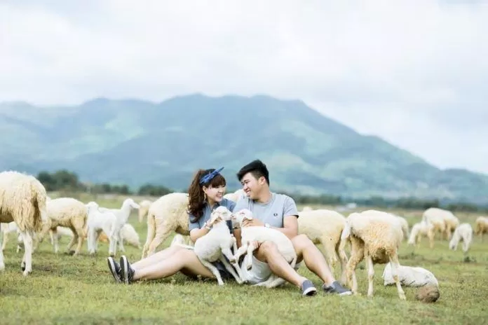 Cánh đồng cừu này còn là địa điểm chụp ảnh cưới siêu lý tưởng cho các cặp đôi chuẩn bị “khi hai ta về một nhà”. (ảnh: internet)