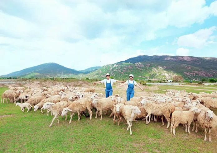 Bộ ảnh cưới với đàn cừu hẳn sẽ là bộ ảnh vô cùng đáng yêu tôn lên tình yêu ngọt ngào của các tân lang, tân nương. (ảnh: internet)